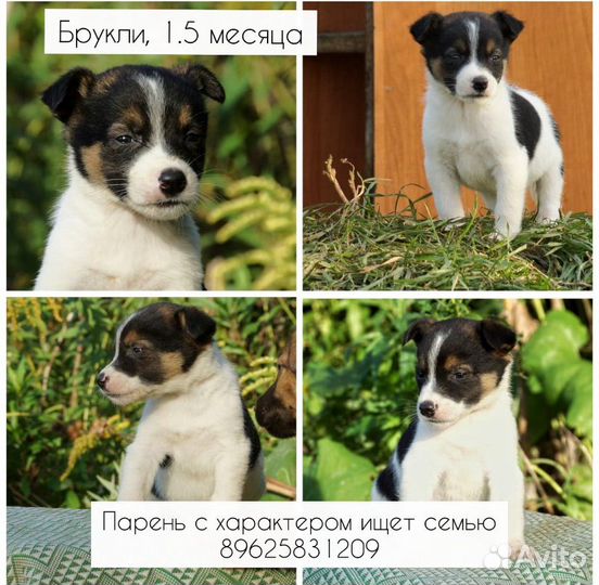 Собаки