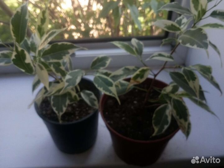 Фикус Мелани, Андре, Бенджамина