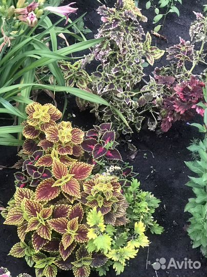 Колеусы вегетативные срезы