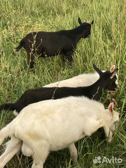 Коза и козлята