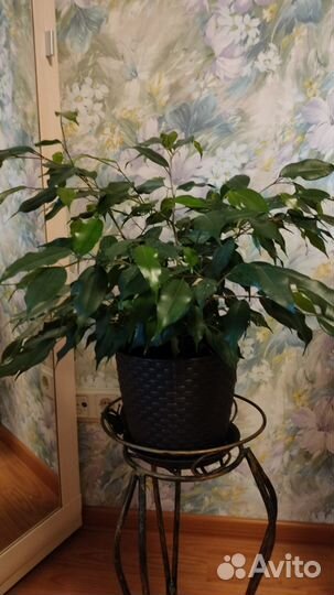 Фикус Бенджамина 52 см