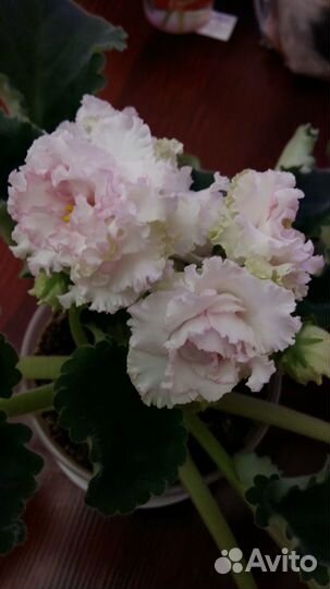 Фиалка рс-Румяная Весна (детка)