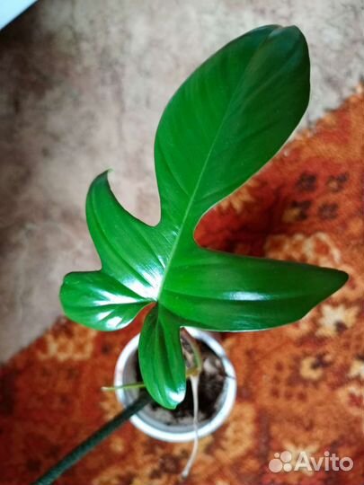 Филодендрон Маска
