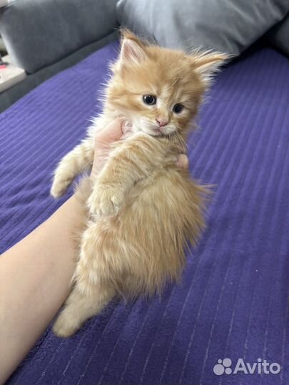 Котята мейн-кун