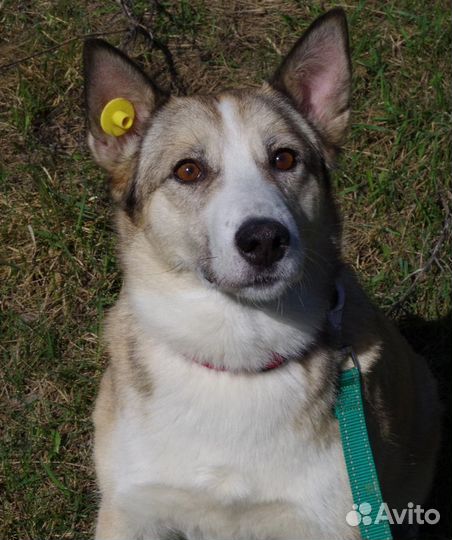 Собака в очень добрые руки