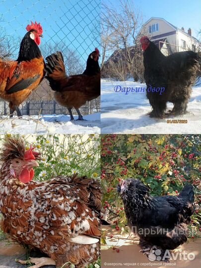 Инкубационное яйцо элитных пород