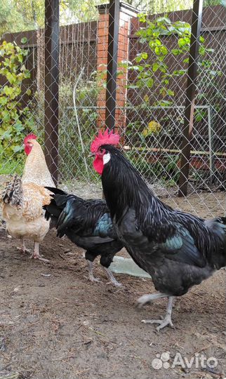 Петух Барбезьё