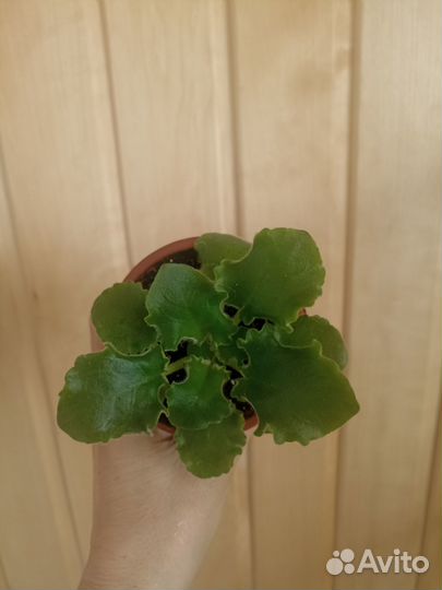 Сортовые фиалки ав Солнышко блестит, ав Любовь Мор