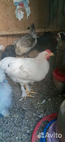 Продам цыплят