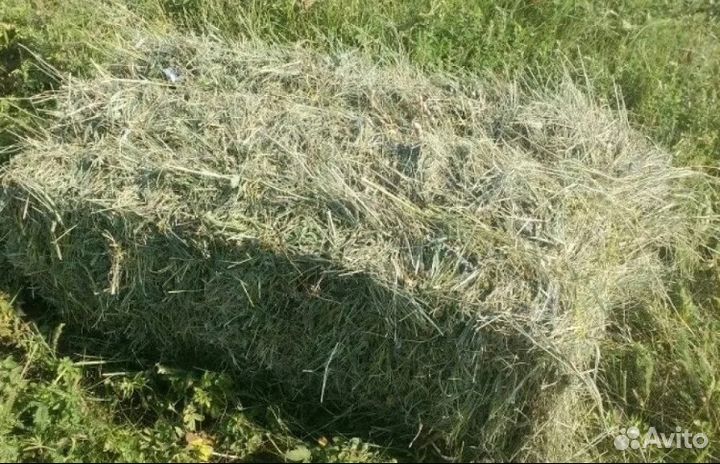 Сено люцерны