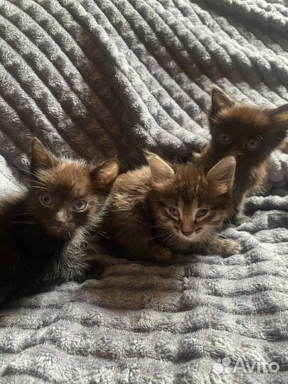 Отдам котенка в добрые руки