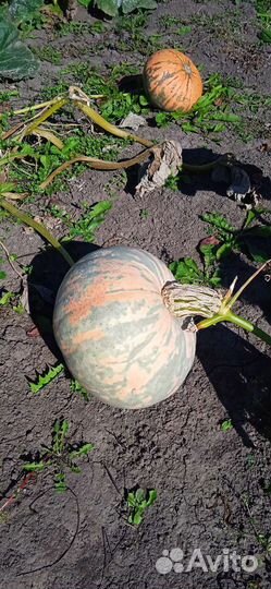 Продам тыквы