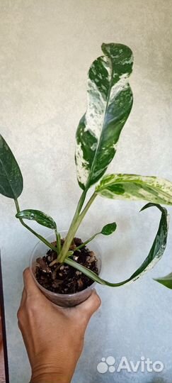 Эпипремнум гигантум вариегатный