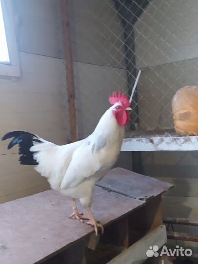 Молодые петухи