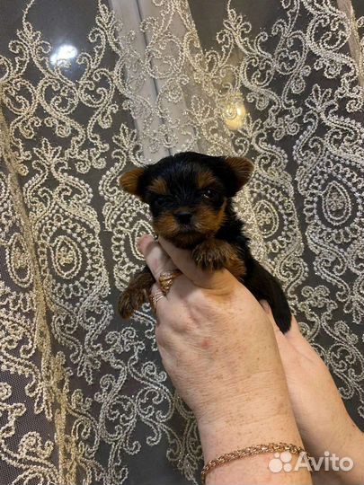 Йоркширский терьер щенки девочки и мальчики