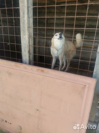 Щенки лайки зсл