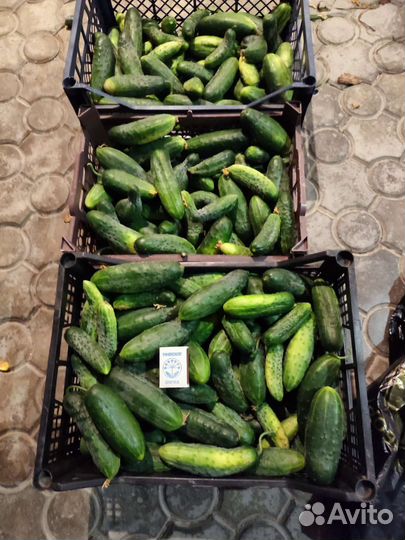 Огурцы домашние