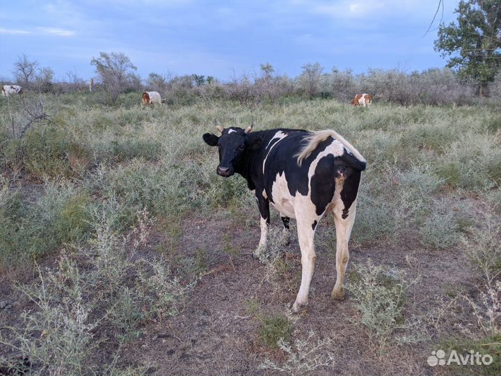 Коровы и телки стельные