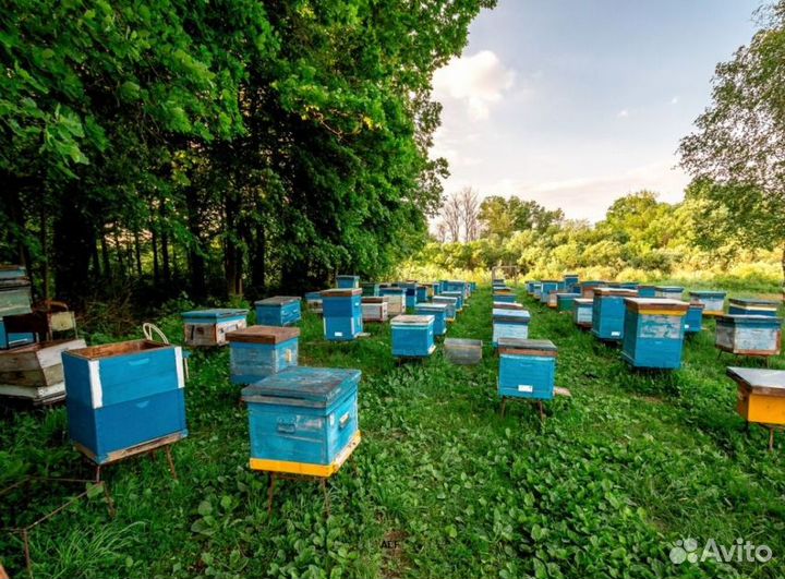 2024 Мед натуральный алтайский опт