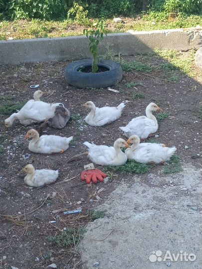 Продаю гусей