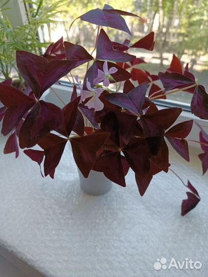 Оксалис(кислица)