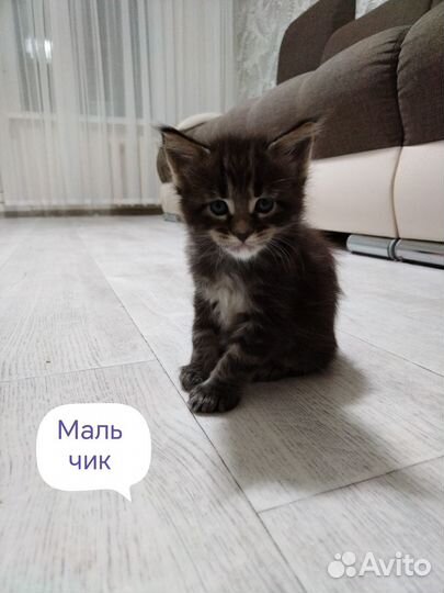 Котята мейн-кун