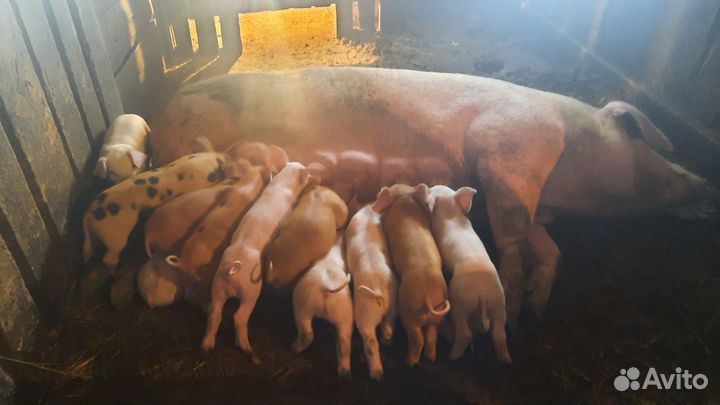 Свиноматки