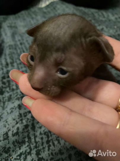 Котята корниш рекс, сладкие шоколадки