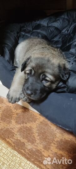 Отдам в добрые руки