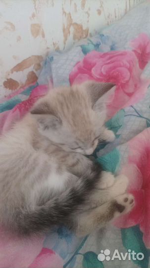 Отдам в добрые руки, котёночка