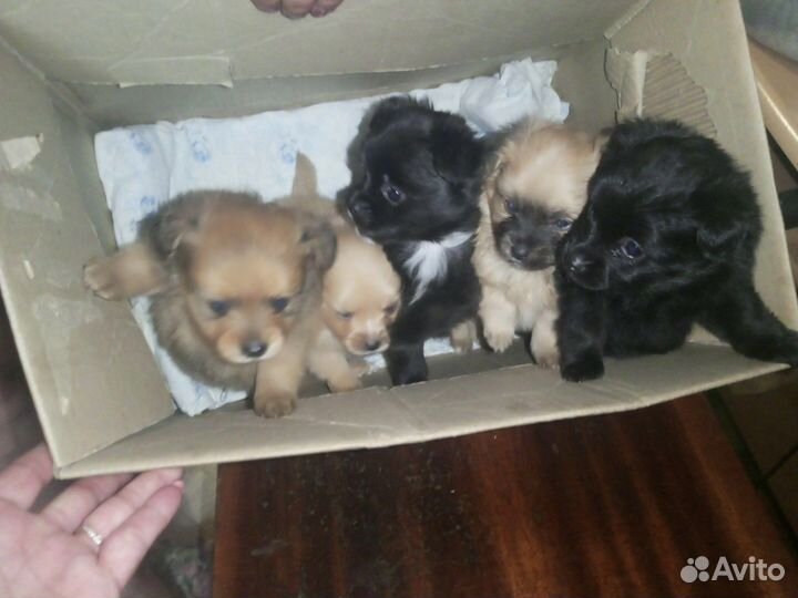 Щенки чихуахуа и шпиц