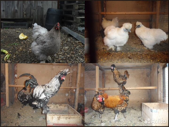 Инкубационное яйцо породистых кур