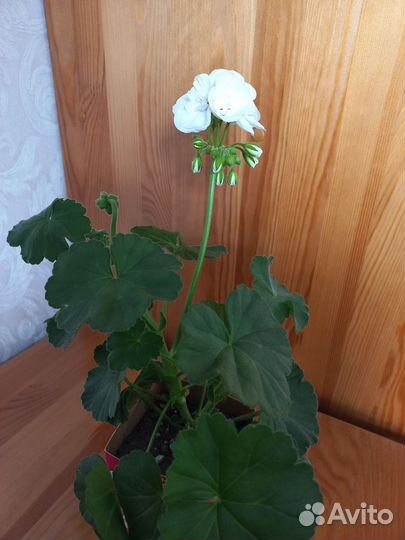 Пеларгония