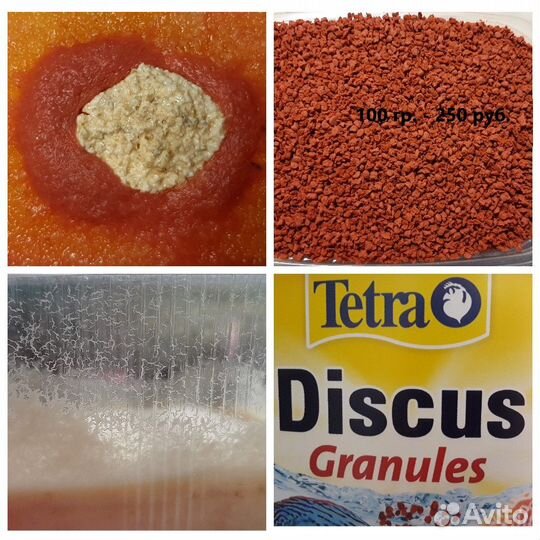 Аулофорус-живой корм для рыб, Тетра