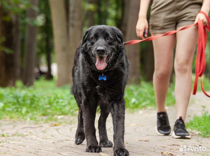 Ласковый мишка