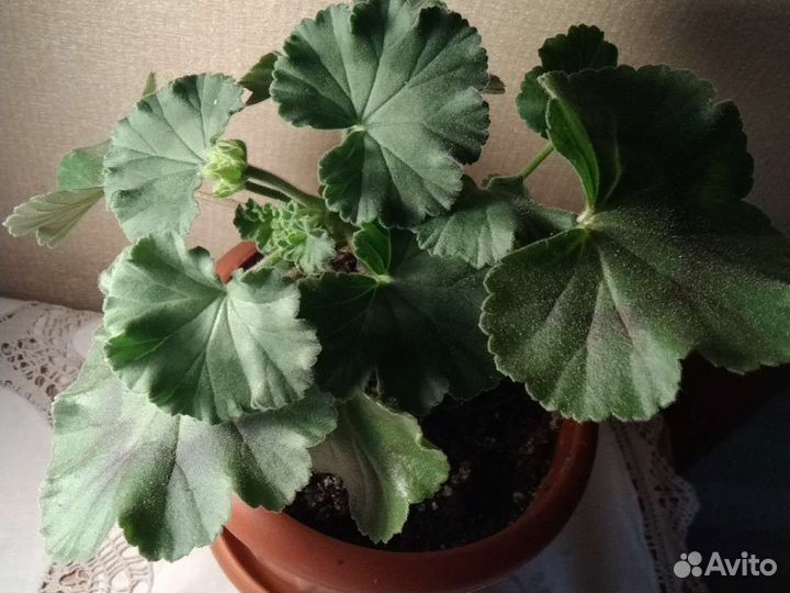 Герань пеларгония розебудная