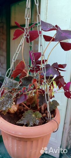 Бегония и Кислица треугольная