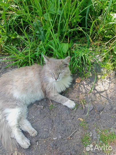 Кошка в дар