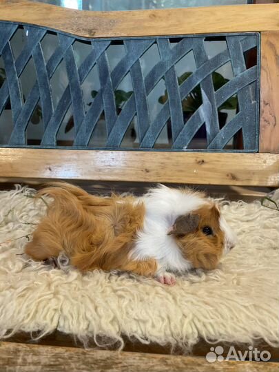 Морская свинка перуанская