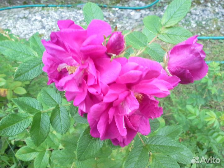 Китайская роза