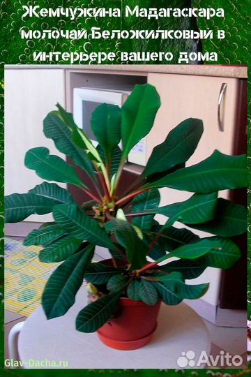 Молочай беложильчатый (беложилковый)