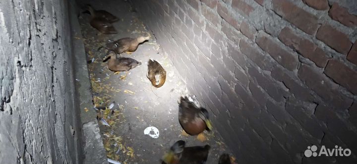 Утки подсадные для охоты, кряква