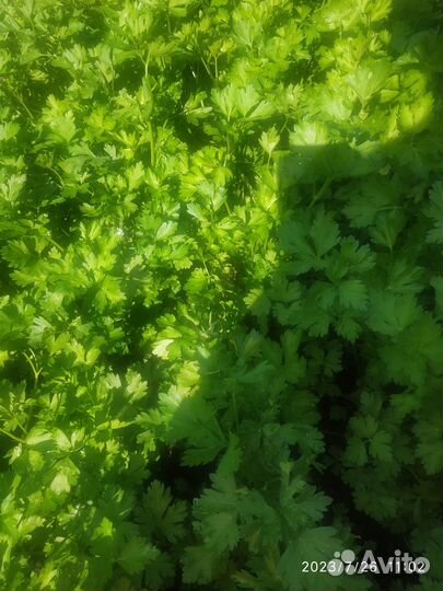 Банки,бутылки стекляные,крышки и зелень