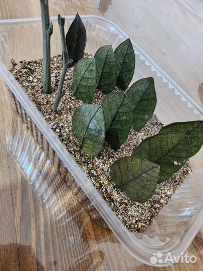 Замиокулькас черный