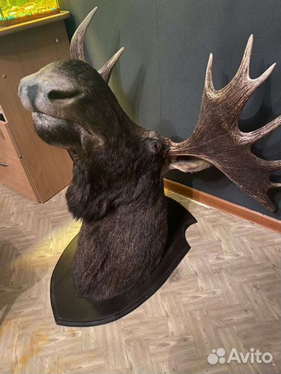 Чучело лося