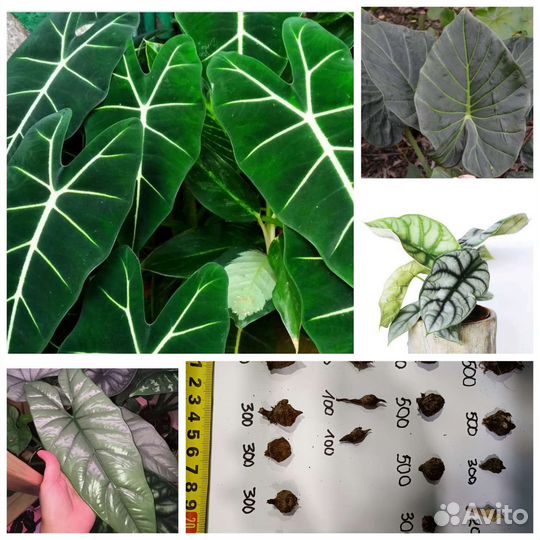 Клубни коразон, регал шилдс, сильвер драгон