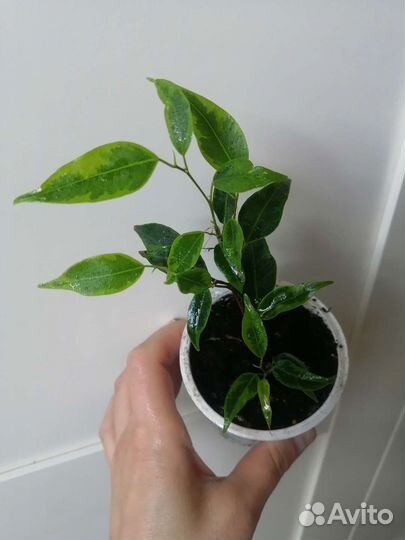 Фикус Бенджамина Кинки