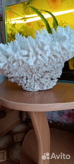 Корал морской