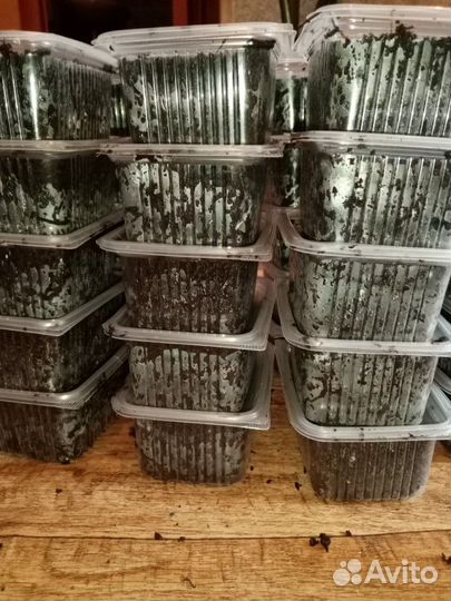 Черви для рыбалки