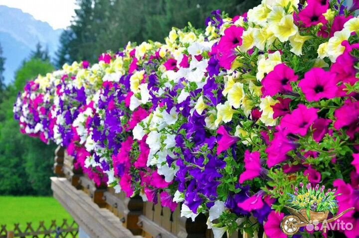 Петунии для сада и организаций большие растения
